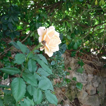 Apart.can Pons,con Piscina, A 50 De La Playa Apartment Cala Galdana (Menorca)