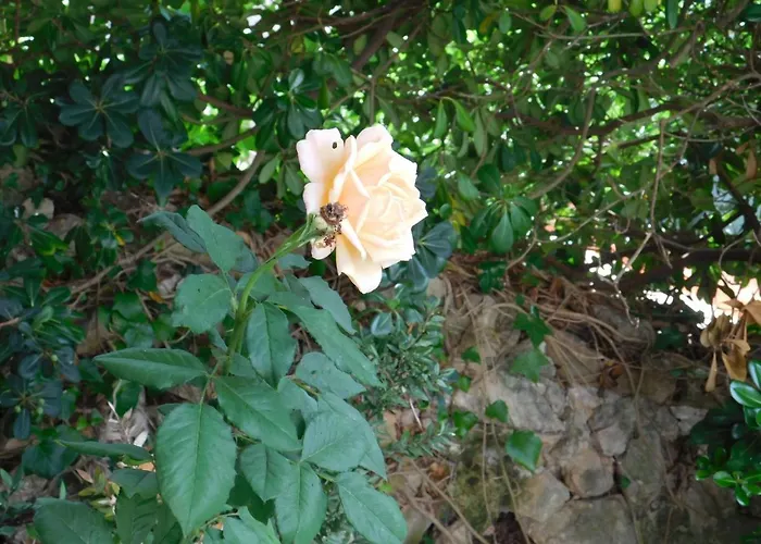 Apart.can Pons,con Piscina, A 50 De La Playa Appartement Cala Galdana (Menorca)